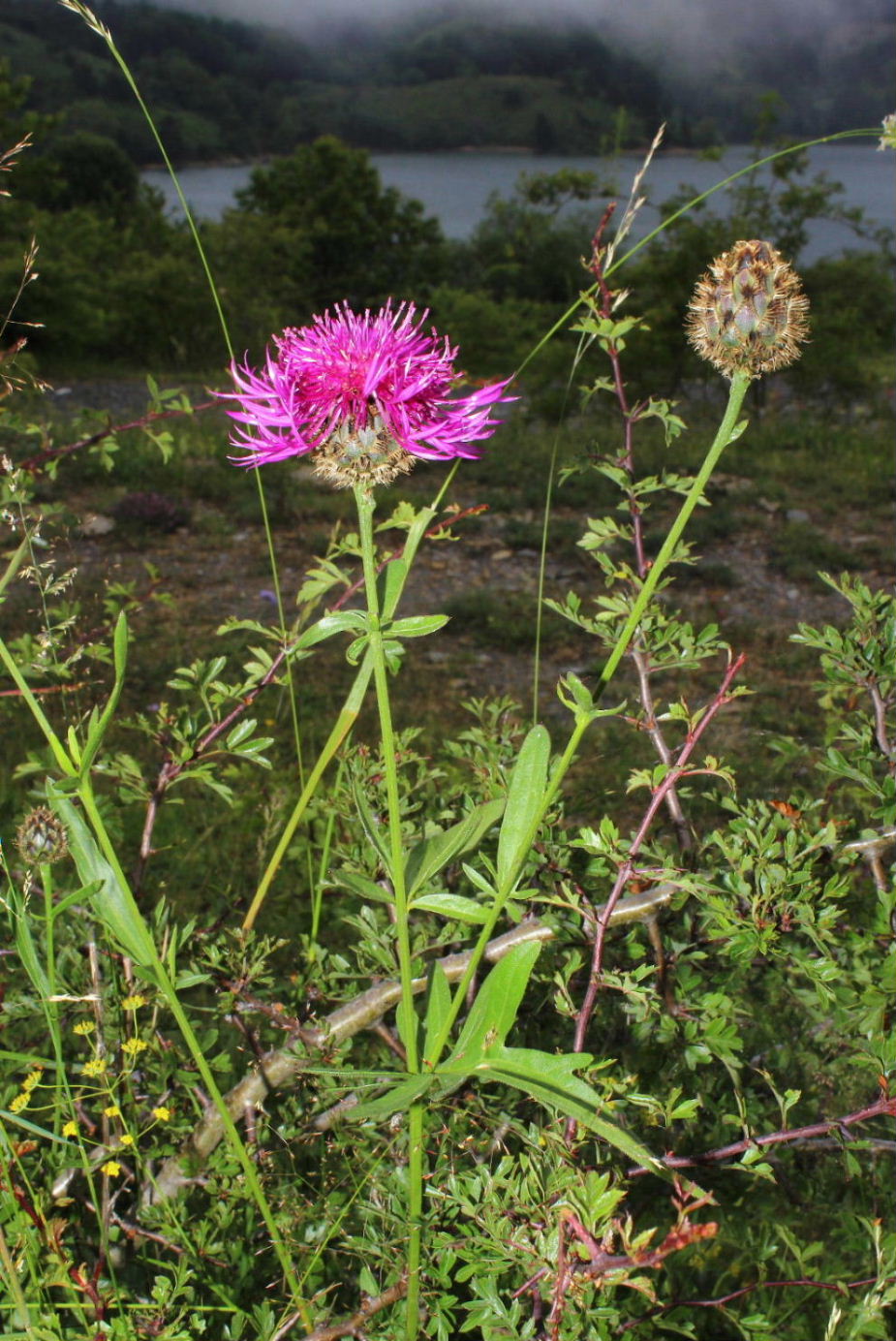 Centaurea scabiosa subsp. alpestris / Fiordaliso alpestre